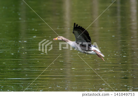 The flying greylag goose, Anser anser is a species of large goose The flying greylag goose, Anser anser is a species of large goose 141049753