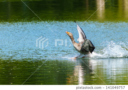 The greylag goose, Anser anser is a species of large goose The greylag goose, Anser anser is a species of large goose 141049757