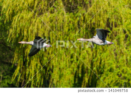The flying greylag goose, Anser anser is a species of large goose The flying greylag goose, Anser anser is a species of large goose 141049758