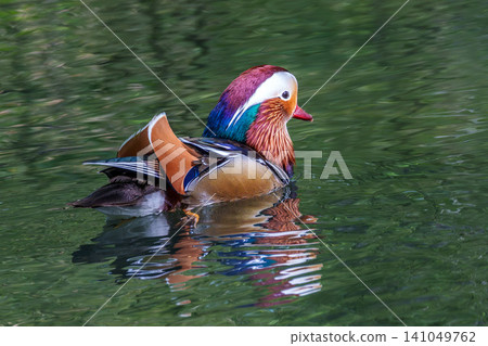 The mandarin duck, Aix galericulata at a lake in Munich, Germany The mandarin duck, Aix galericulata at a lake in Munich, Germany 141049762