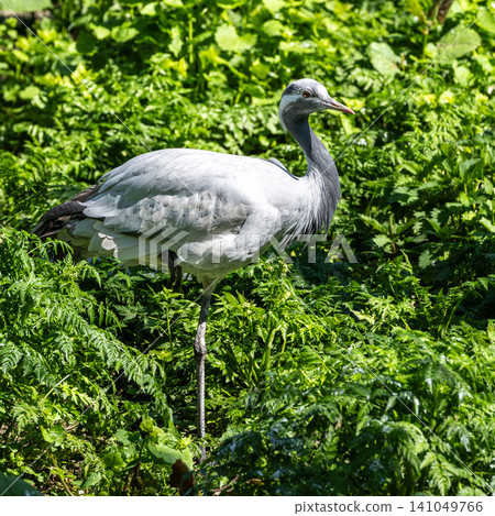 Demoiselle Crane, Anthropoides virgo are living in the bright green meadow during the day time Demoiselle Crane, Anthropoides virgo are living in the bright green meadow during the day time 141049766