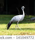 The Blue Crane, Grus paradisea, is an endangered bird 141049772