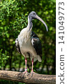 The Straw-necked Ibis, Threskiornis spinicollis is a bird of the ibis family 141049773