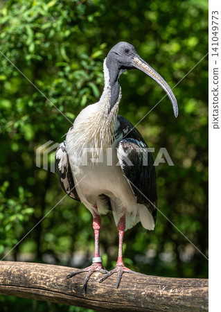 The Straw-necked Ibis, Threskiornis spinicollis is a bird of the ibis family The Straw-necked Ibis, Threskiornis spinicollis is a bird of the ibis family 141049773