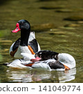 Common Shelduck, Tadorna tadorna swimming on the water 141049774