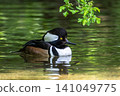 Male hooded merganser, Lophodytes cucullatus in breeding plumage on a lake in the English Garden in Munich, Germany 141049775