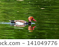 Red-crested Pochard, Netta rufina swimming in a lake at Munich, Germany 141049776