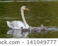 Mute swan family, Cygnus olor swimming on a lake. Mother with babies 141049777