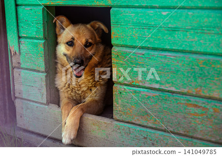 Homeless Shelter Dog Resting Inside Kennel at Animal Rescue Center Homeless Shelter Dog Resting Inside Kennel at Animal Rescue Center 141049785