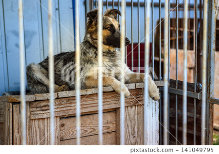 Homeless Dog in Shelter Kennel Waiting for Adoption, Animal Rescue Homeless Dog in Shelter Kennel Waiting for Adoption, Animal Rescue 141049795