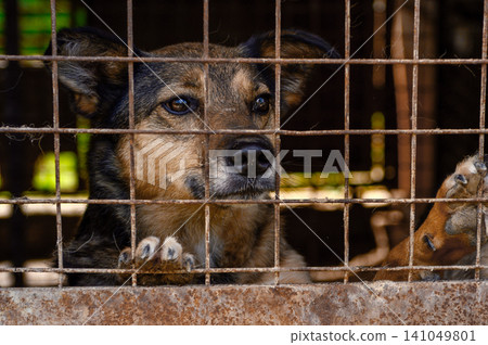 Homeless Dog in Shelter Kennel Waiting for Adoption, Animal Rescue Homeless Dog in Shelter Kennel Waiting for Adoption, Animal Rescue 141049801