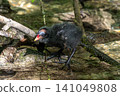 Little Common moorhen baby, Gallinula chloropus also known as the waterhen 141049808