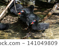 Little Common moorhen baby, Gallinula chloropus also known as the waterhen 141049809