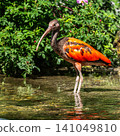 The Scarlet ibis, Eudocimus ruber is a species of ibis in the bird family Threskiornithidae. 141049810