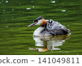 Family of Great Crested Grebe, Podiceps cristatus with beautiful orange colors, a water bird with red eyes. 141049811