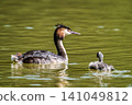 Family of Great Crested Grebe, Podiceps cristatus with beautiful orange colors, a water bird with red eyes. 141049812