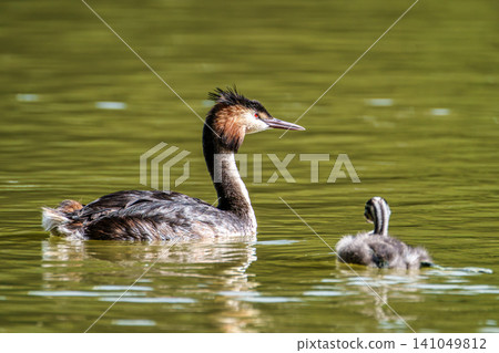 Family of Great Crested Grebe, Podiceps cristatus with beautiful orange colors, a water bird with red eyes. Family of Great Crested Grebe, Podiceps cristatus with beautiful orange colors, a water bird with red eyes. 141049812