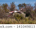 Flying Greater Flamingo, Phoenicopterus roseus in the Ornithological park of Pont de Gau in Camargue, France 141049813