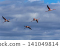 Flying Greater Flamingo, Phoenicopterus roseus in the Ornithological park of Pont de Gau in Camargue, France 141049814