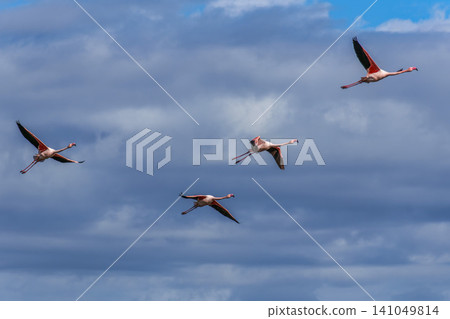 Flying Greater Flamingo, Phoenicopterus roseus in the Ornithological park of Pont de Gau in Camargue, France Flying Greater Flamingo, Phoenicopterus roseus in the Ornithological park of Pont de Gau in Camargue, France 141049814