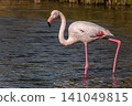 Greater Flamingo, Phoenicopterus roseus in the Ornithological park of Pont de Gau in Camargue, France 141049815