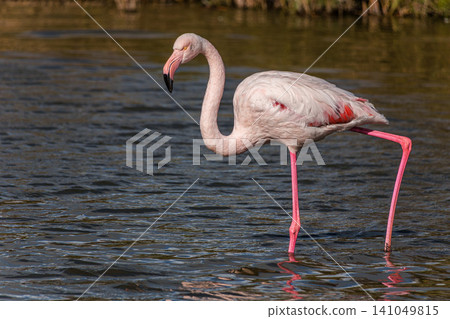 Greater Flamingo, Phoenicopterus roseus in the Ornithological park of Pont de Gau in Camargue, France Greater Flamingo, Phoenicopterus roseus in the Ornithological park of Pont de Gau in Camargue, France 141049815