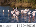 Greater Flamingo, Phoenicopterus roseus in the Ornithological park of Pont de Gau in Camargue, France 141049816