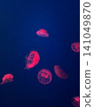一隻奇幻的水母漂浮在蔚藍的大海中：一片神秘的水下景觀。 141049870