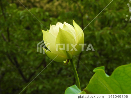 蓮花 141049896