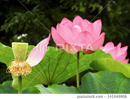 蓮花 蓮花 141049906