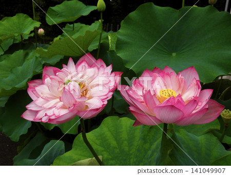 蓮花 蓮花 141049907