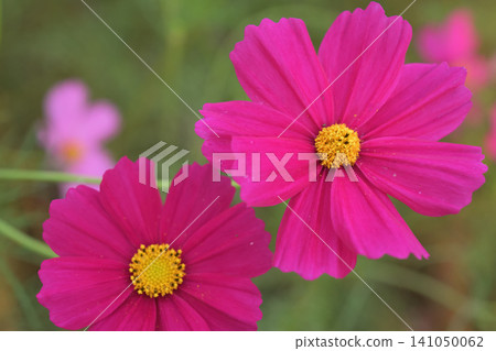 深粉紅色的波斯菊 深粉紅色的波斯菊 141050062
