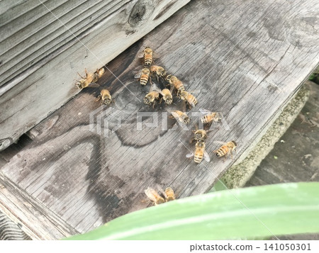 Natural beekeeping Japanese honeybee hives Natural beekeeping Japanese honeybee hives 141050301