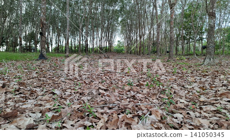 Perspective View of Rubber Tree Plantation with Dry Leaves Ground Perspective View of Rubber Tree Plantation with Dry Leaves Ground 141050345