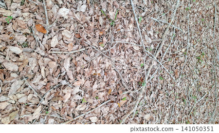 Overhead Macro Texture of Autumn Rubber Plant Leaves Overhead Macro Texture of Autumn Rubber Plant Leaves 141050351
