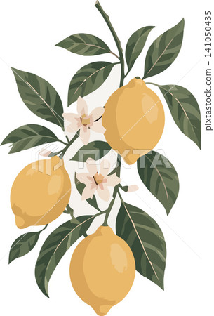 Vsai lemon tree branch with blooming flowers and green leaves Vsai lemon tree branch with blooming flowers and green leaves 141050435