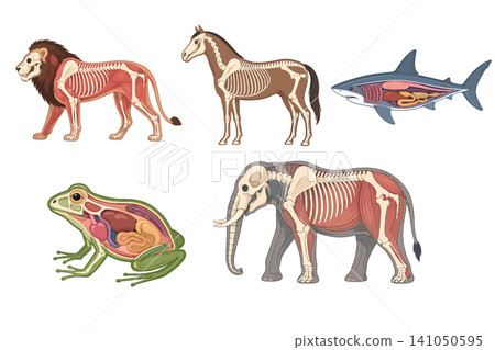 Vsai animal anatomy showing skeleton and internal organs Vsai animal anatomy showing skeleton and internal organs 141050595