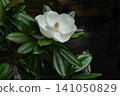 Magnificent Magnolia in bloom in early summer 141050829