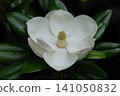 Magnificent Magnolia in bloom in early summer 141050832