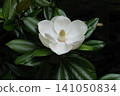 Magnificent Magnolia in bloom in early summer 141050834