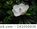 Magnificent Magnolia in bloom in early summer 141050836