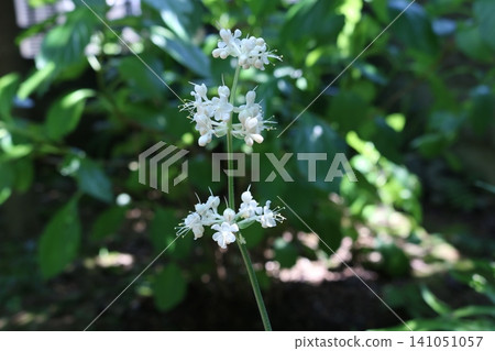 Japanese ginger blooming in the garden 141051057
