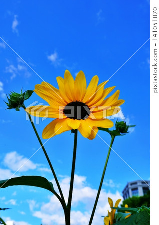 向日葵向藍天綻放 向日葵向藍天綻放 141051070