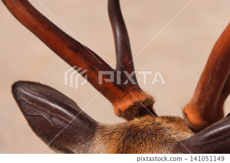 Deer antlers in Nara Park Deer antlers in Nara Park 141051149