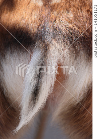 Deer tails in Nara Park Deer tails in Nara Park 141051173