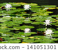 Vibrant green leaves and white water lilies floating on the pond 141051301