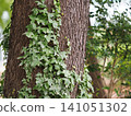 Tree trunk covered in creeping ivy 141051302