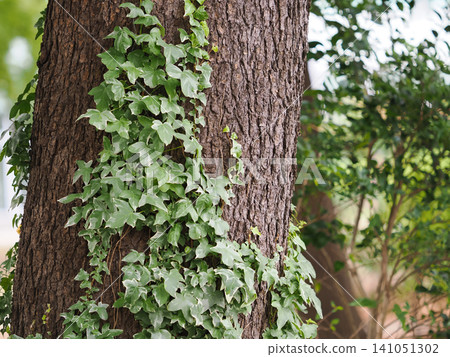 Tree trunk covered in creeping ivy Tree trunk covered in creeping ivy 141051302
