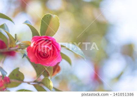 red camellia flower red camellia flower 141051386