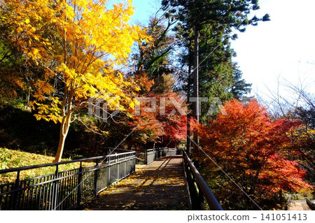 [Kanagawa Prefecture] Deck walking path dyed in autumn colors 141051413